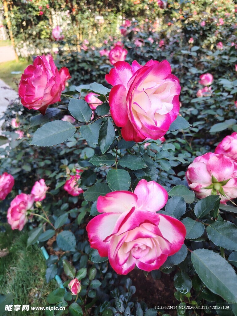 娇艳多彩的盛开玫瑰花