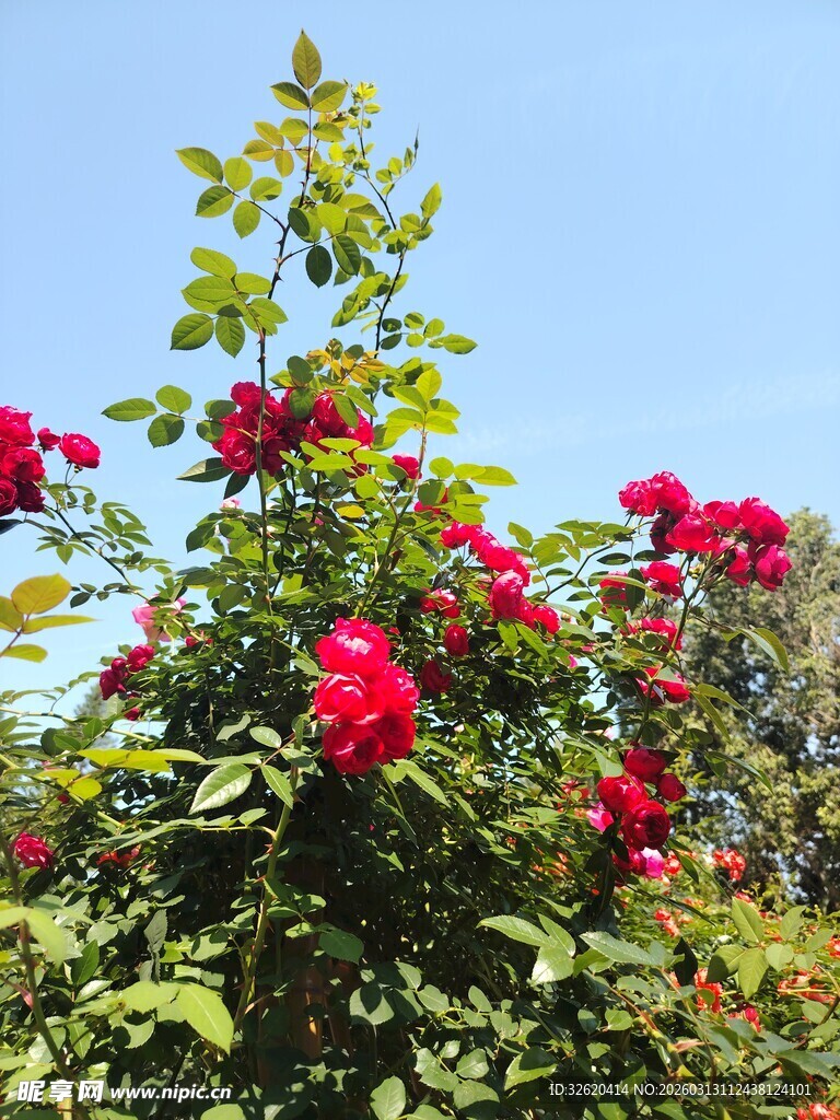 盛开的红玫瑰与蓝天