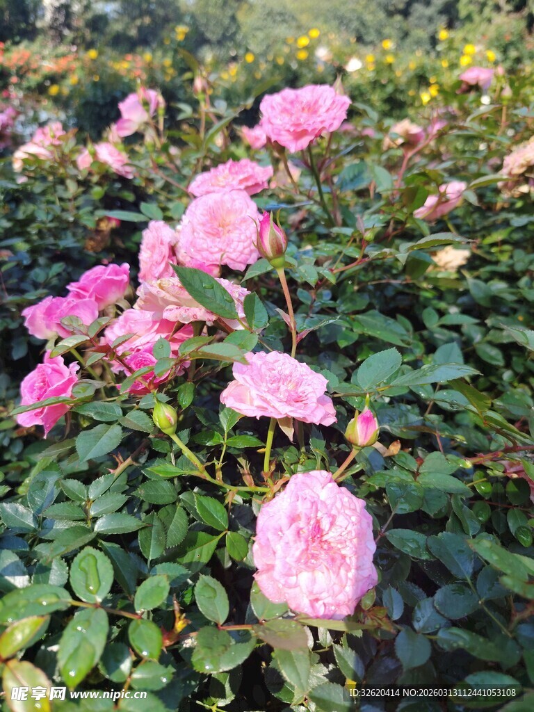 月季花