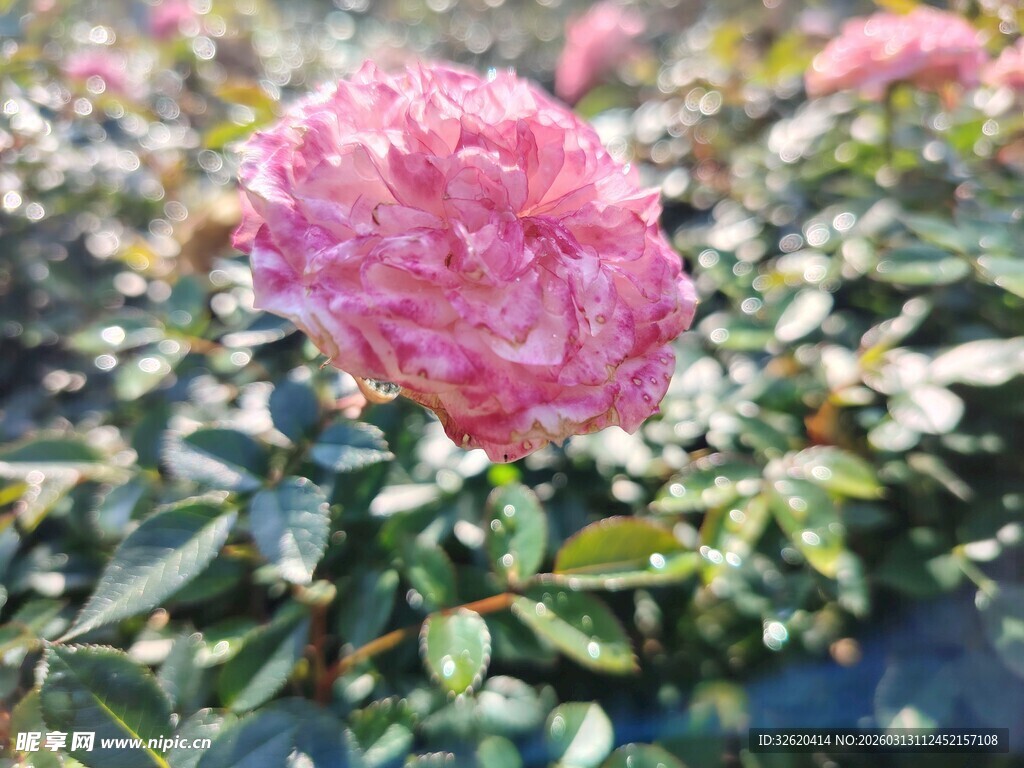 娇艳粉色玫瑰绽放
