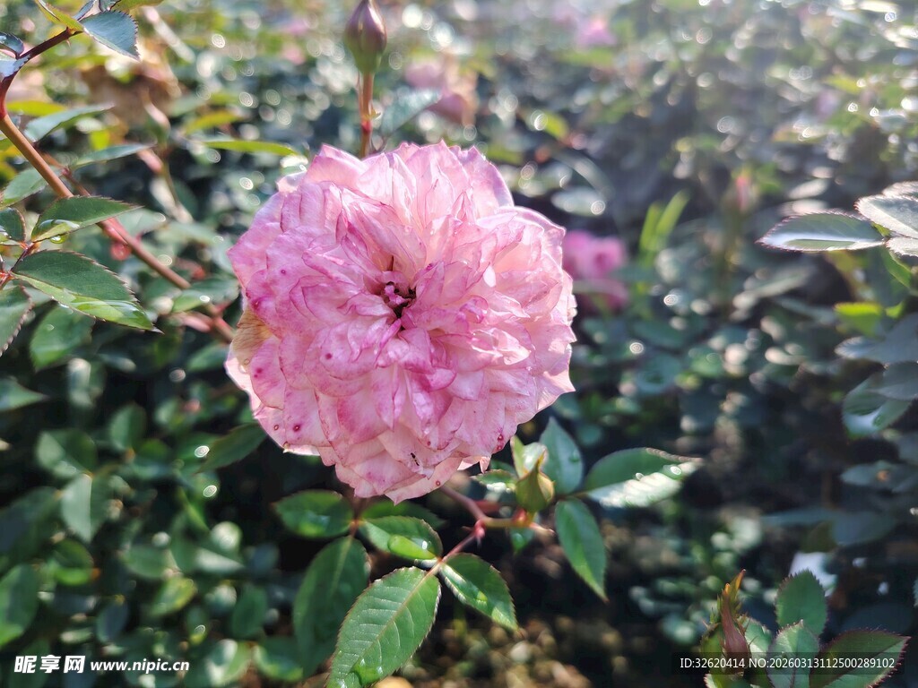 娇艳粉色蔷薇绽放