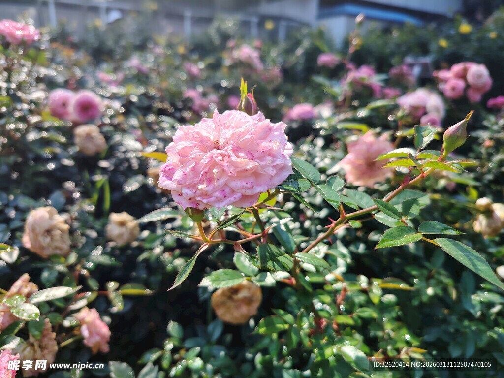 粉色蔷薇花丛绽放