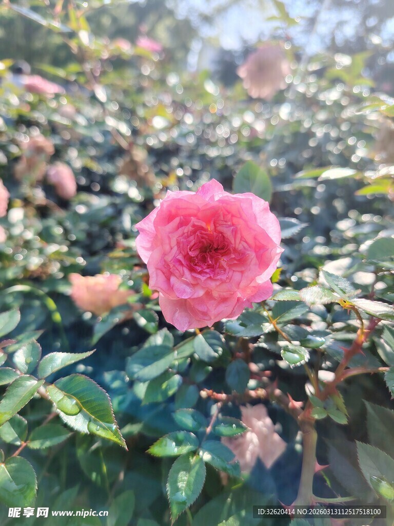 娇艳山茶花绽放绿叶间