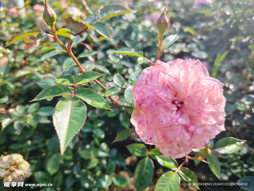 娇艳粉色蔷薇绽放