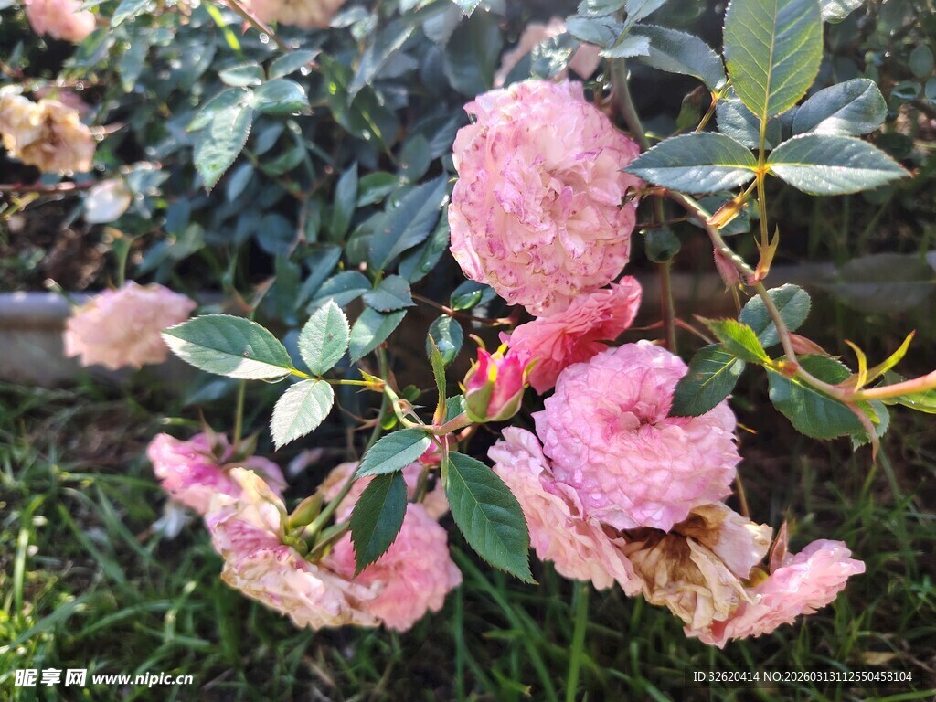 娇艳粉色月季花绽放