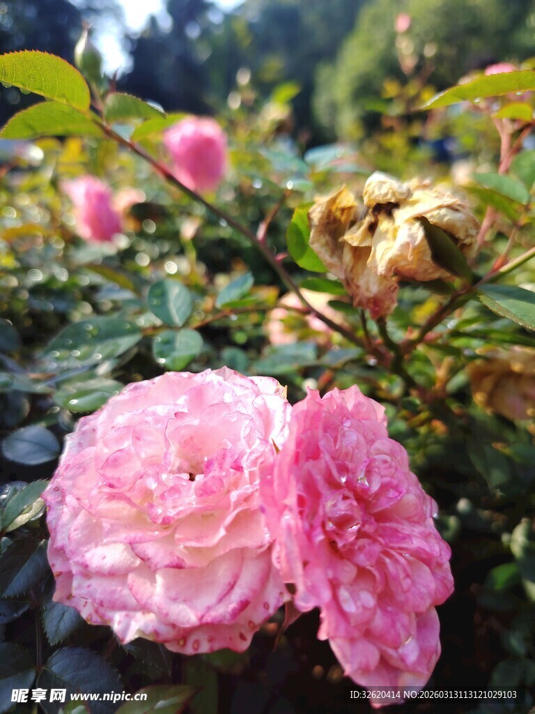 娇艳粉色蔷薇绽放