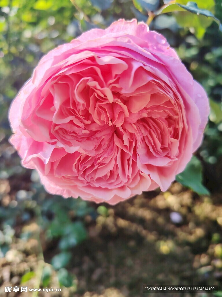 娇艳粉色月季花