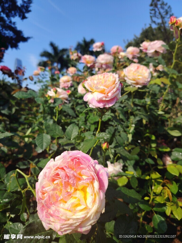 娇艳多彩的盛开玫瑰花