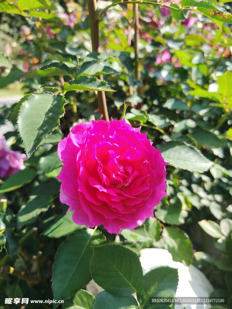 娇艳玫红月季绽放