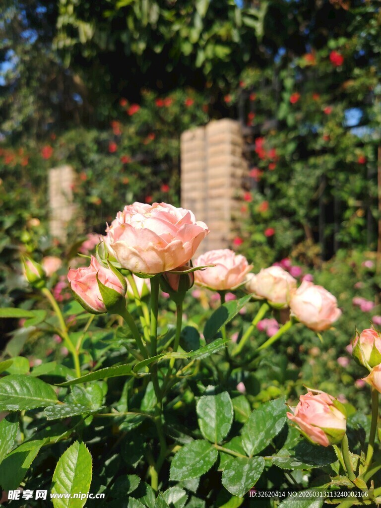 月季花