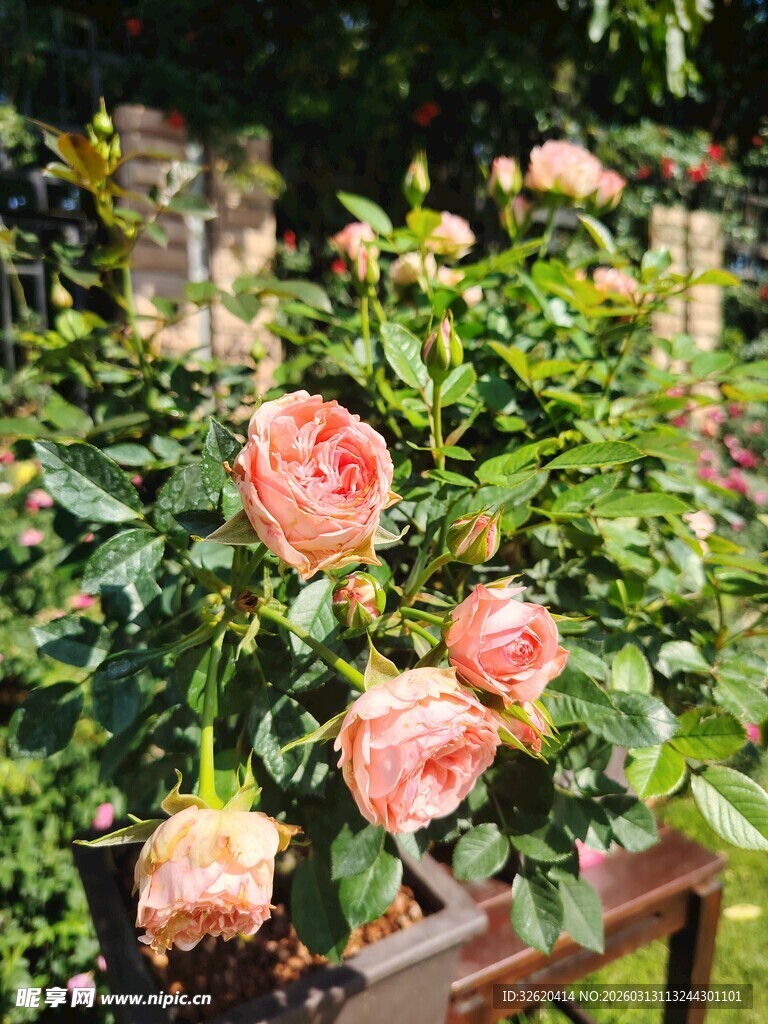 月季花
