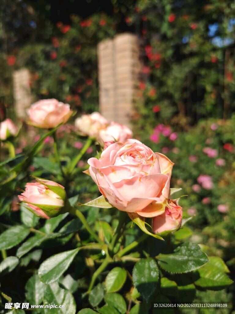 玫瑰花