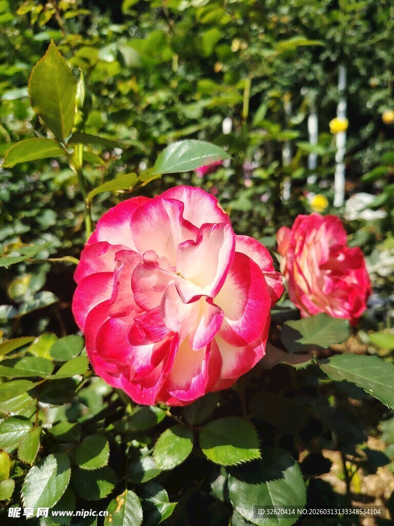 娇艳双色月季花