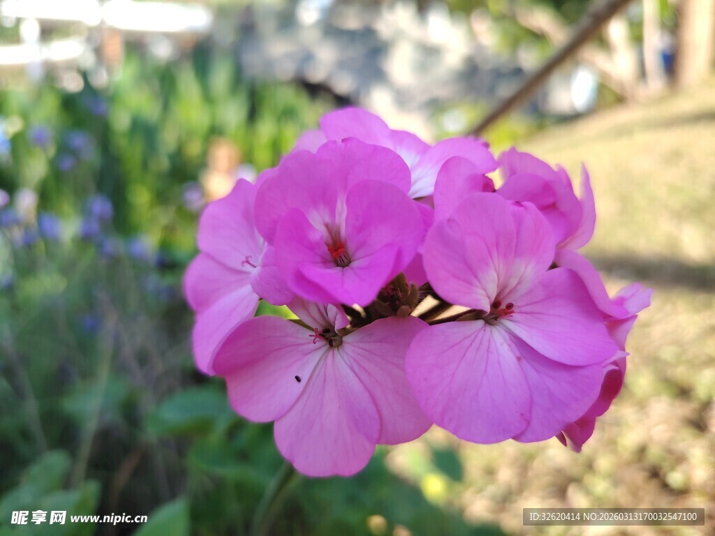 天竺葵花朵绽放