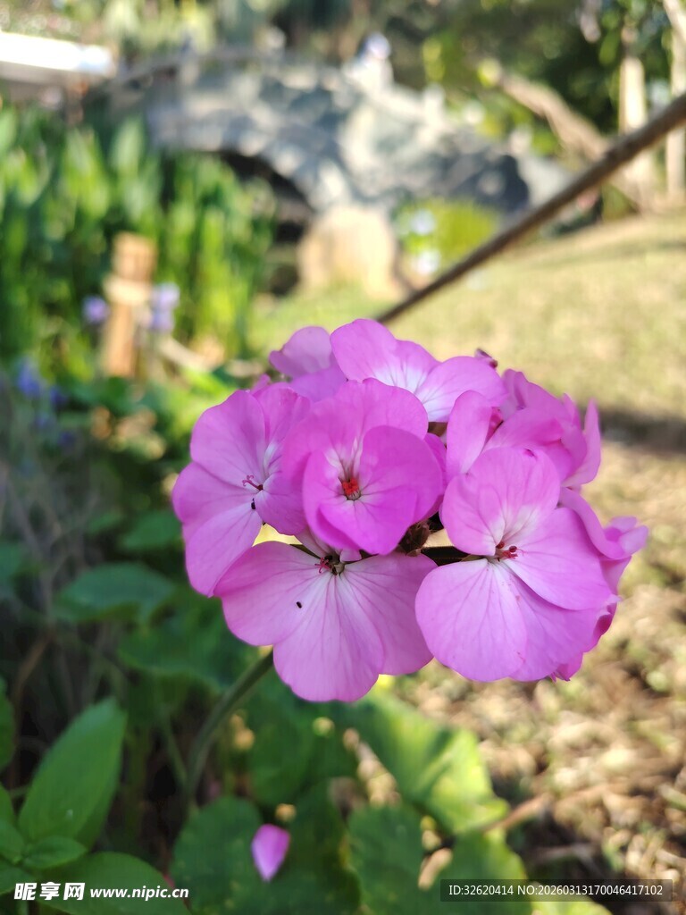 娇艳绽放的紫色花朵