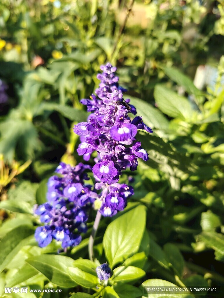 紫色花卉绽放于绿叶间