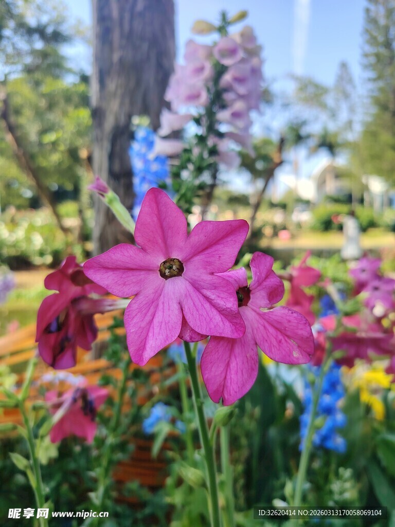 多彩花卉绽放美丽花园