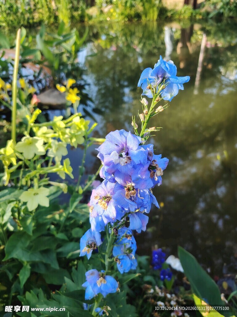 蓝花绽放于绿意之中