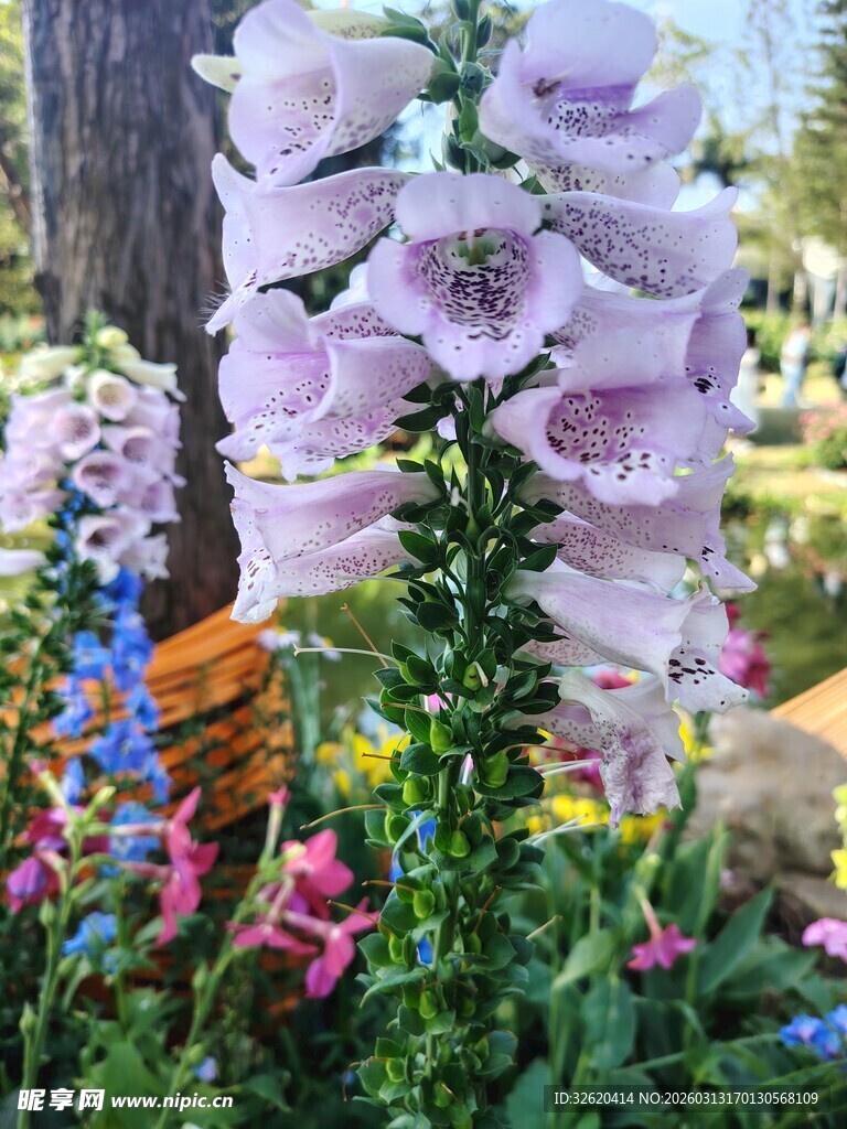 美丽毛地黄绽放于花丛中