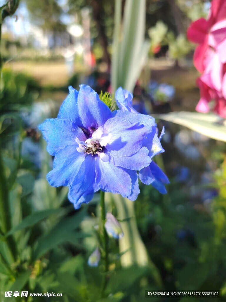 蓝色娇美花朵绽放