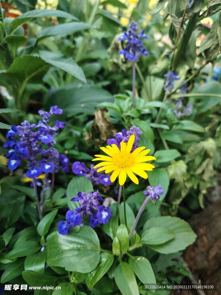 黄蓝花卉相映成趣