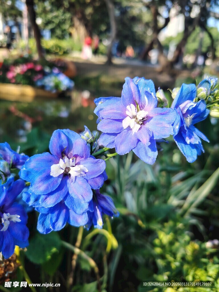 蓝花绽放于绿意间