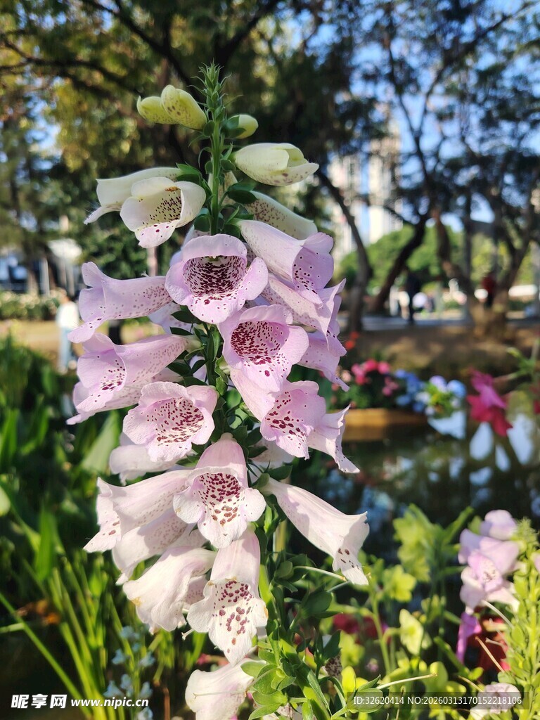 粉色花朵绽放于花园中