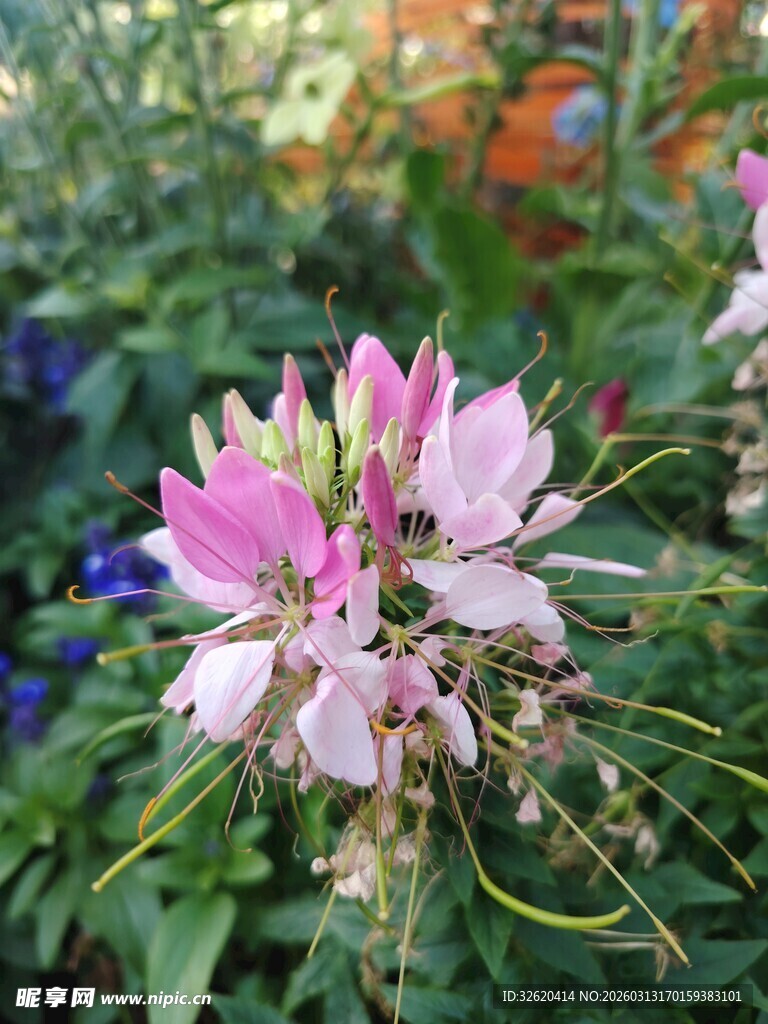 娇艳醉蝶花绽放瞬间