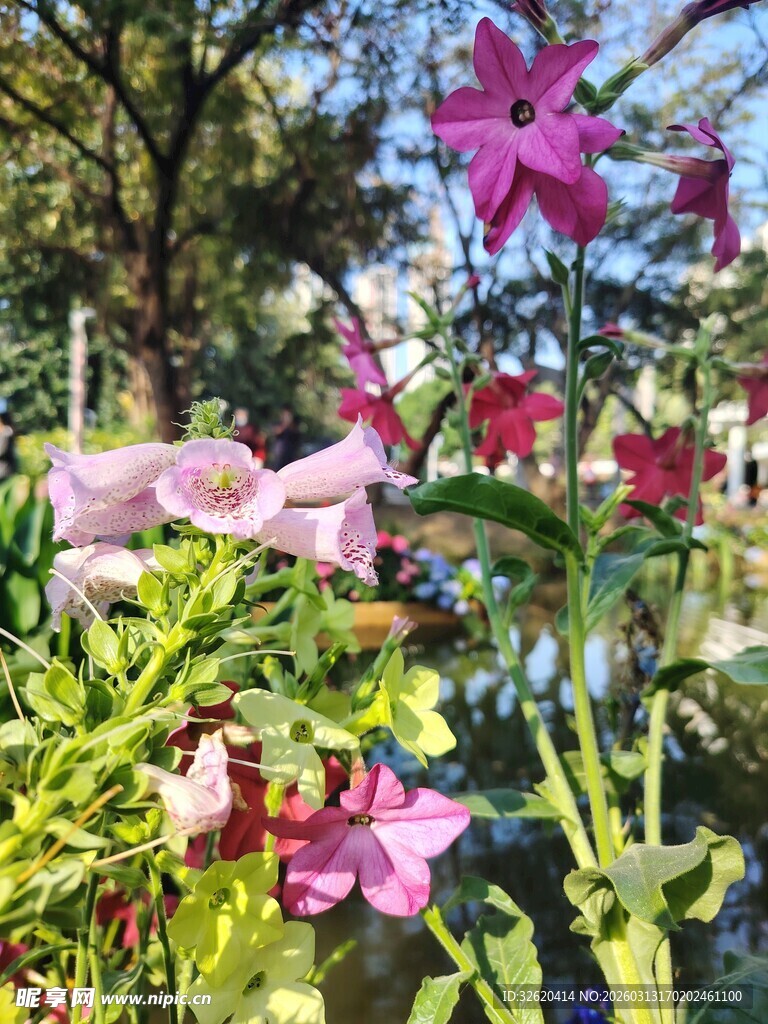 多彩花卉绽放于绿意间