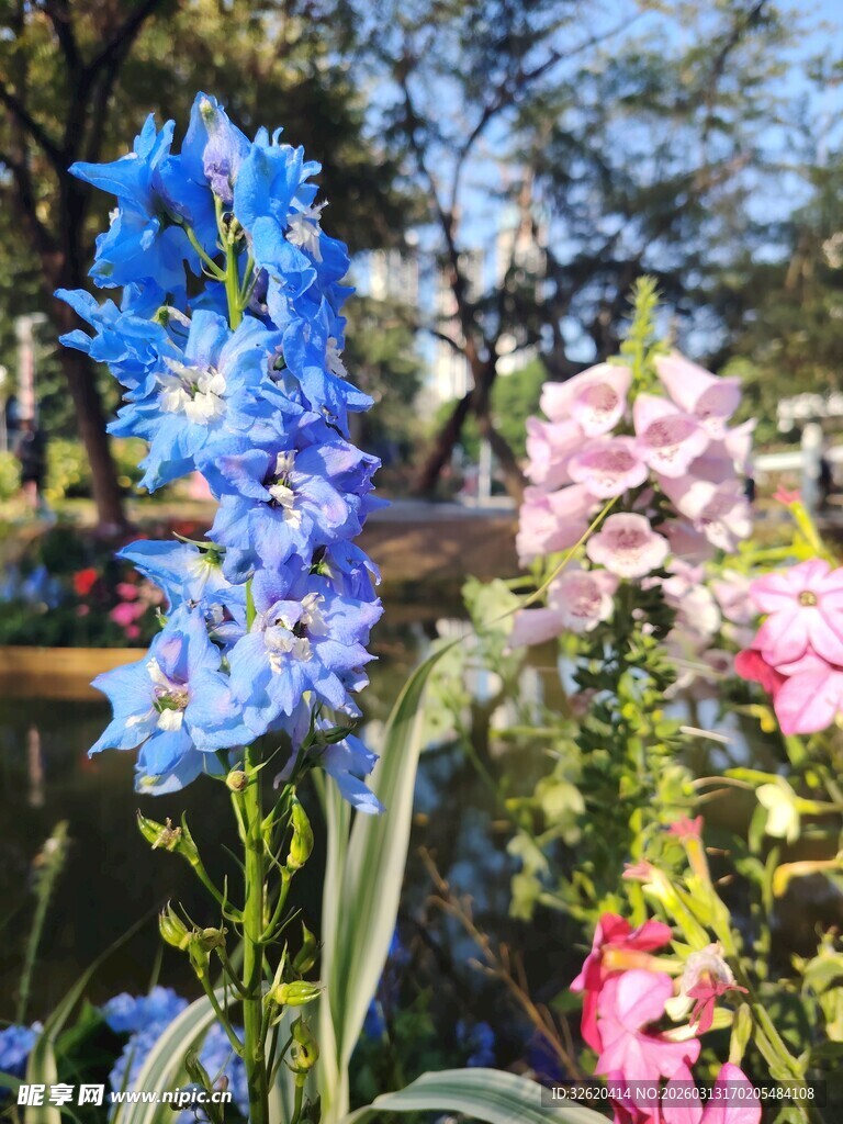 多彩飞燕草绽放花园