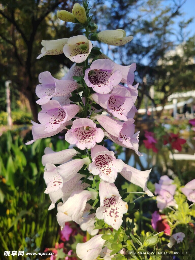 绽放的粉色毛地黄花