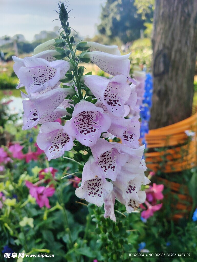 美丽毛地黄绽放于花丛中