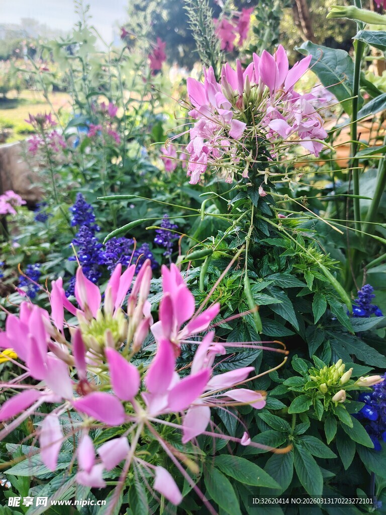 美丽醉蝶花绽放花园