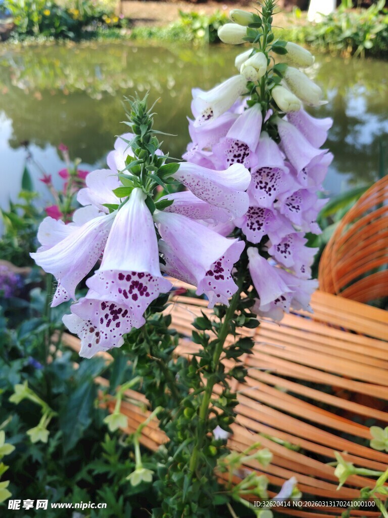 水边绽放的美丽毛地黄