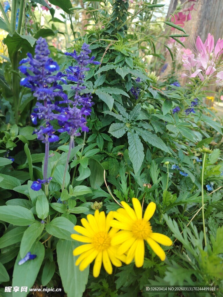 多彩花卉绽放于绿植间