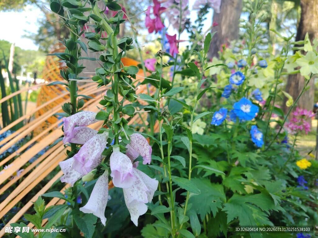 花园中绽放的多彩花卉