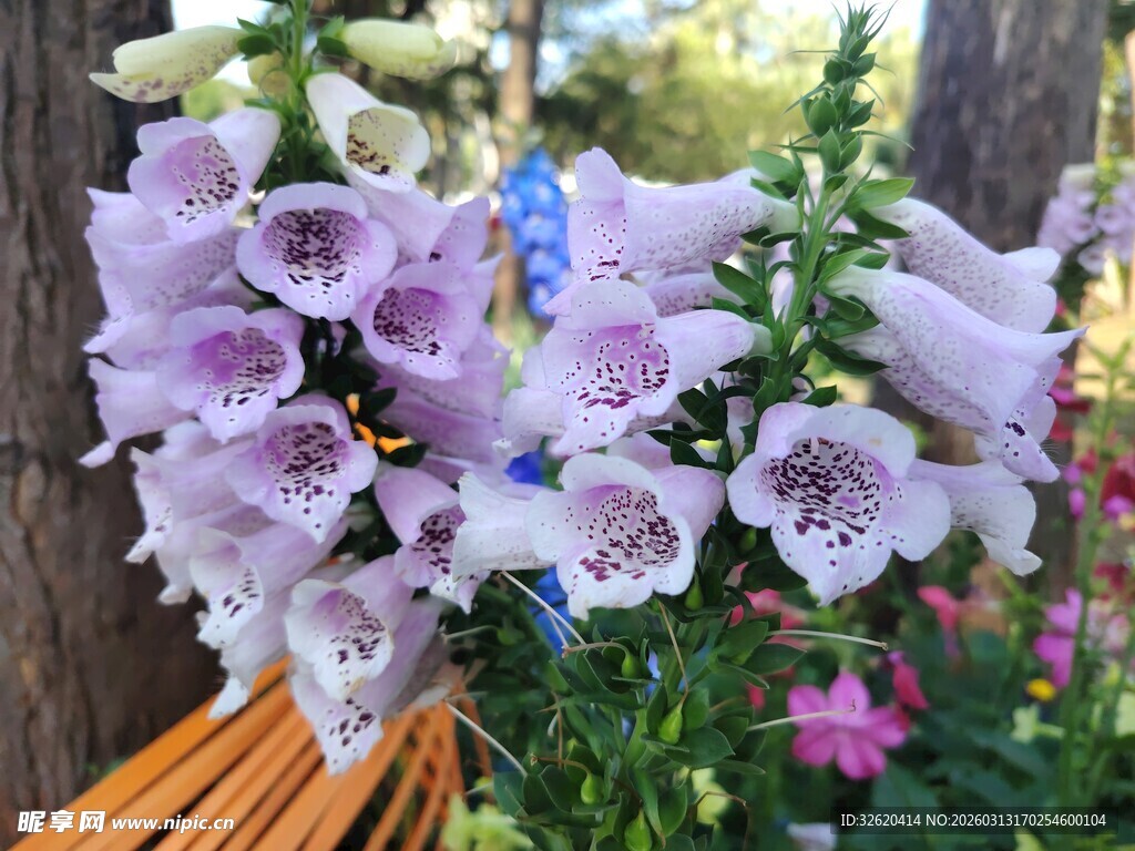 紫色风铃花绽放于林间