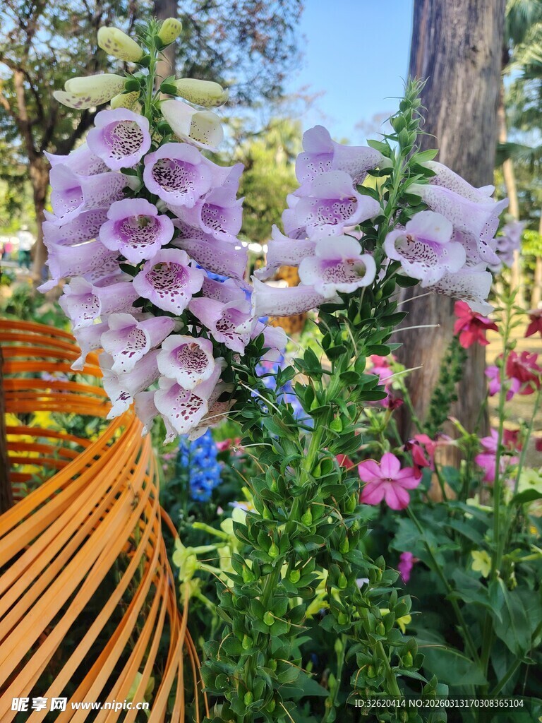 花园中绽放的美丽毛地黄