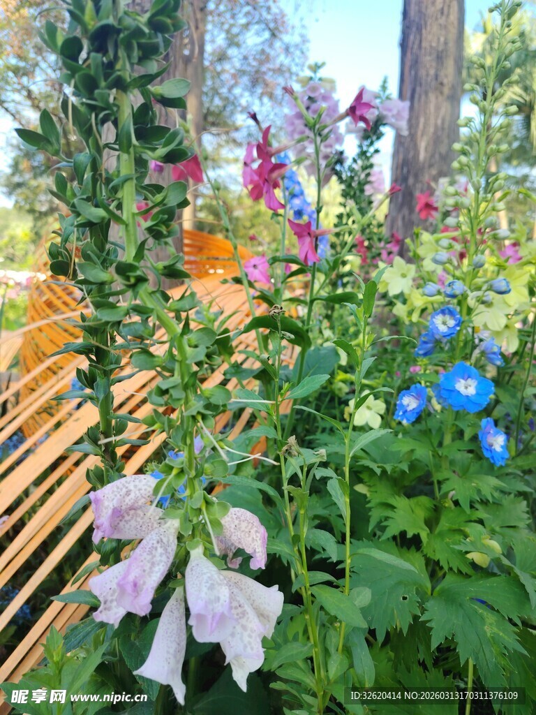 多彩花卉装点户外景致