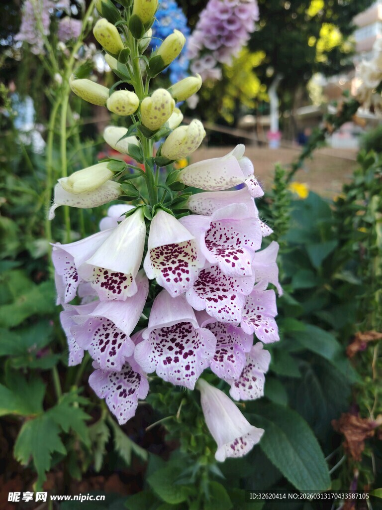 美丽毛地黄绽放于花丛中