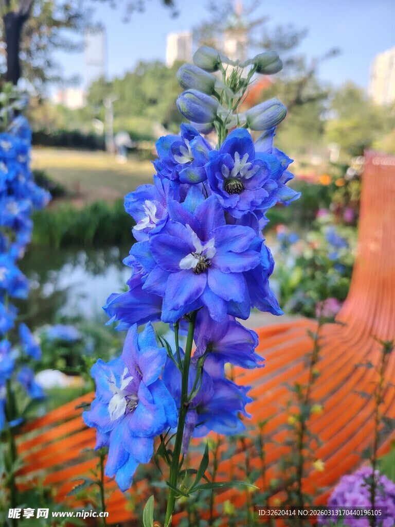 蓝翠雀花绽放于花园间