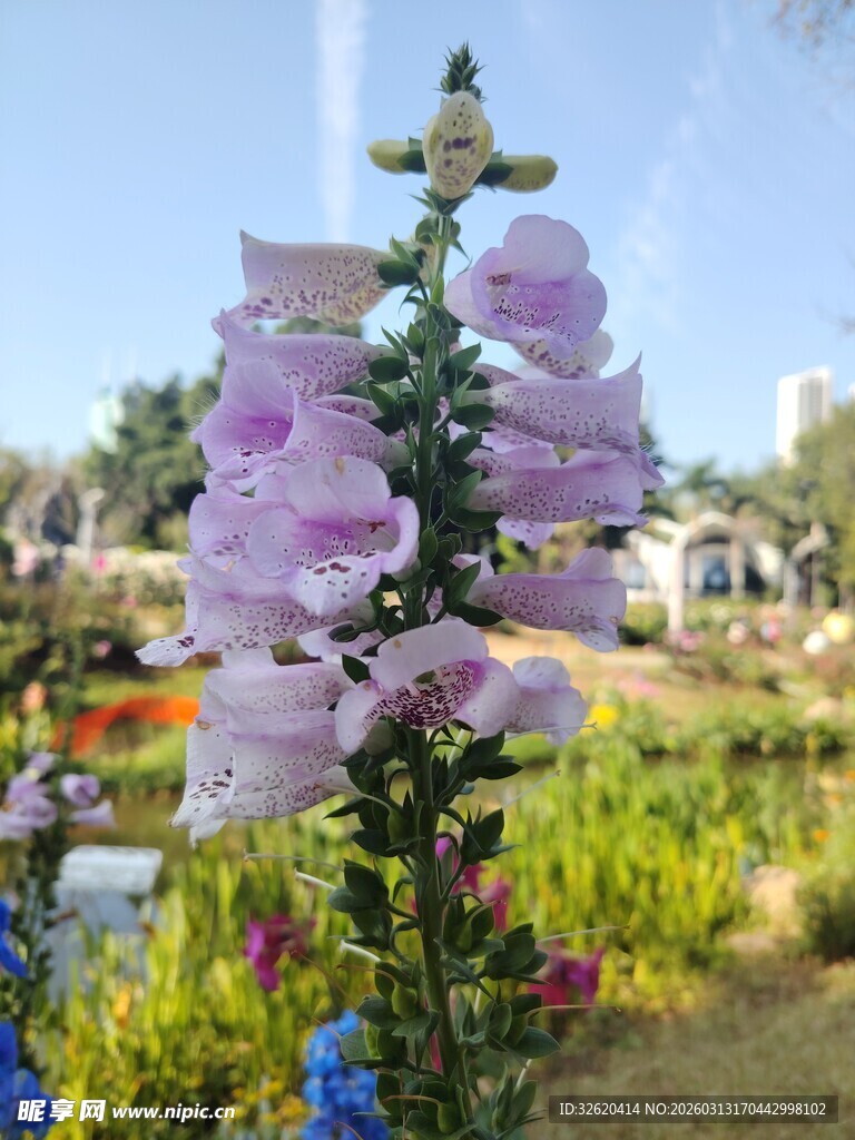 花园中绽放的紫色毛地黄