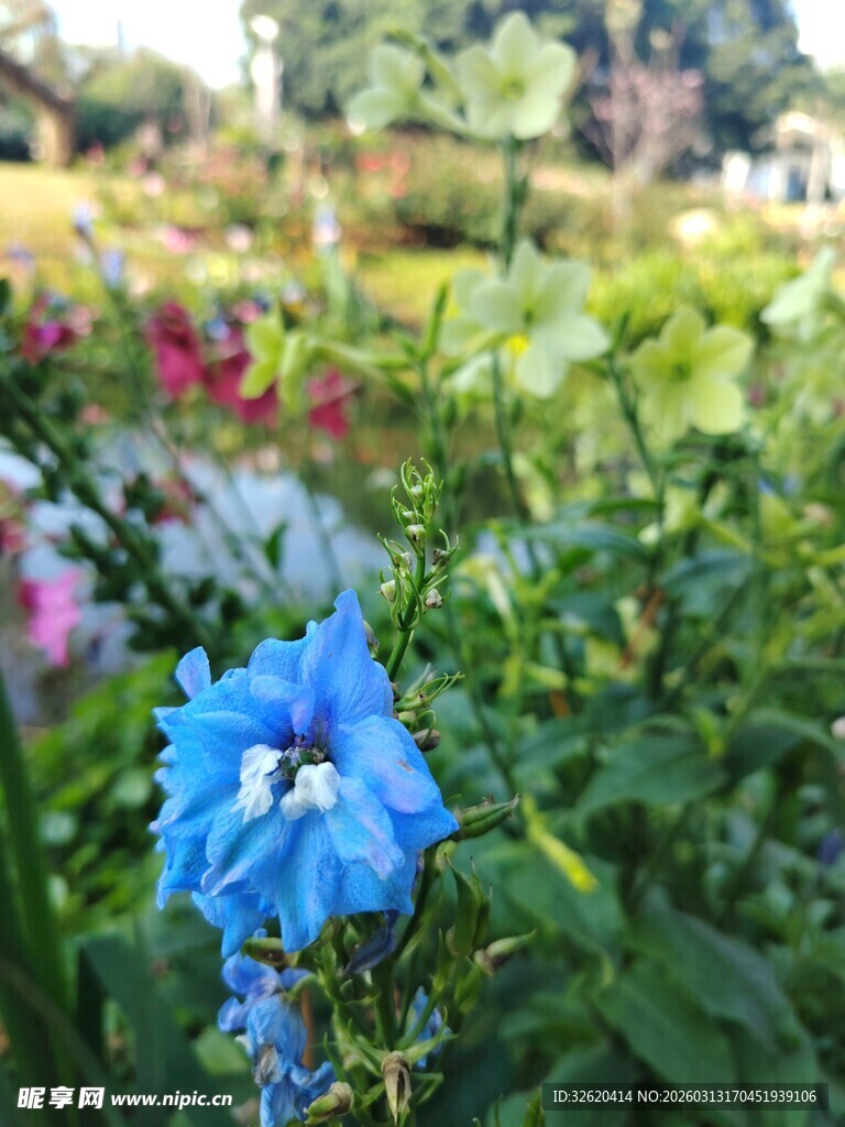 蓝花绽放于多彩花园