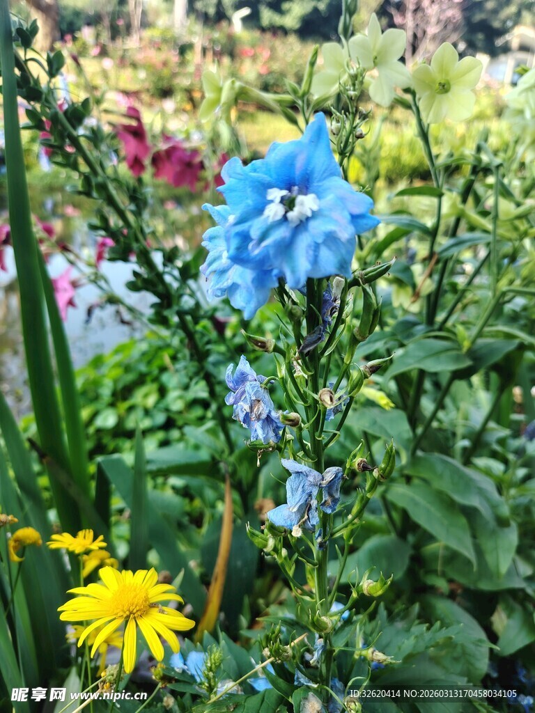 多彩花卉绽放于绿意间