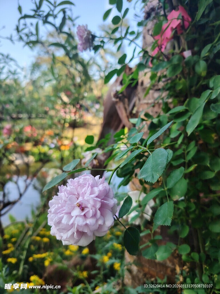 花园中绽放的多彩花卉