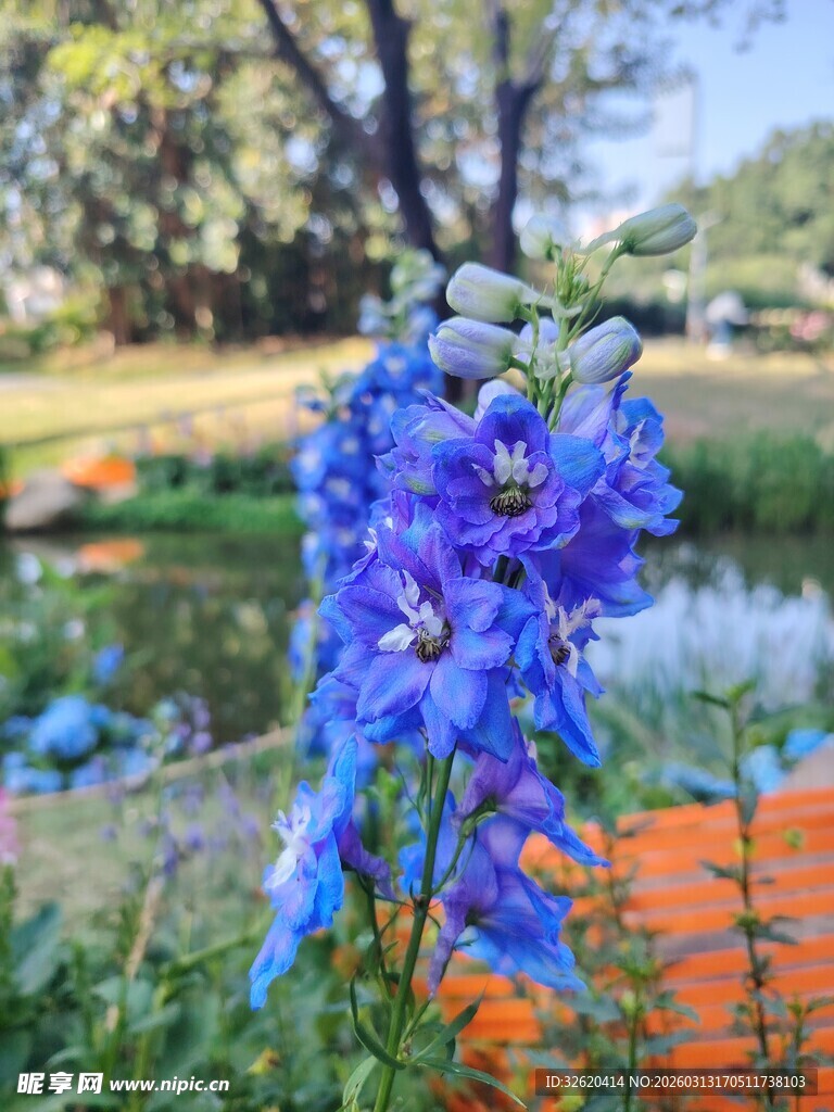 蓝花绽放于户外美景中