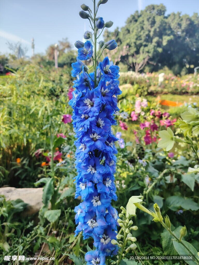 蓝花绽放于多彩花园中