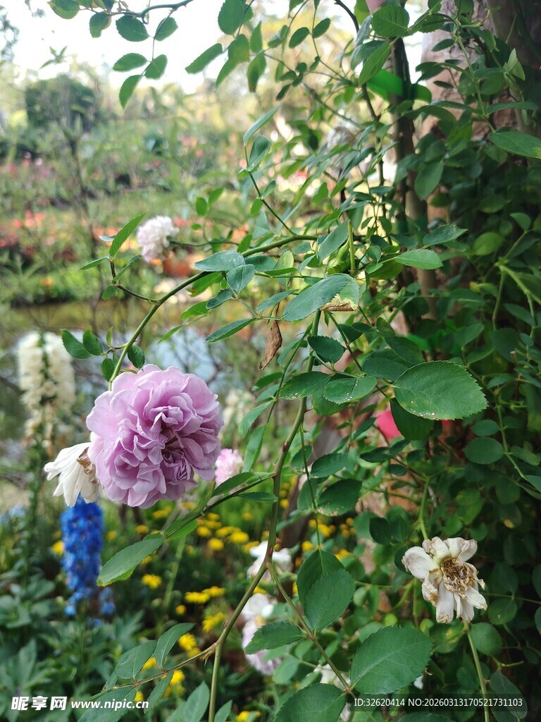 花园中的多彩花卉绽放
