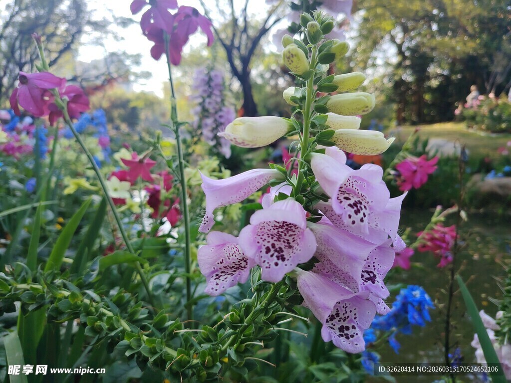 多彩娇美绽放的花丛