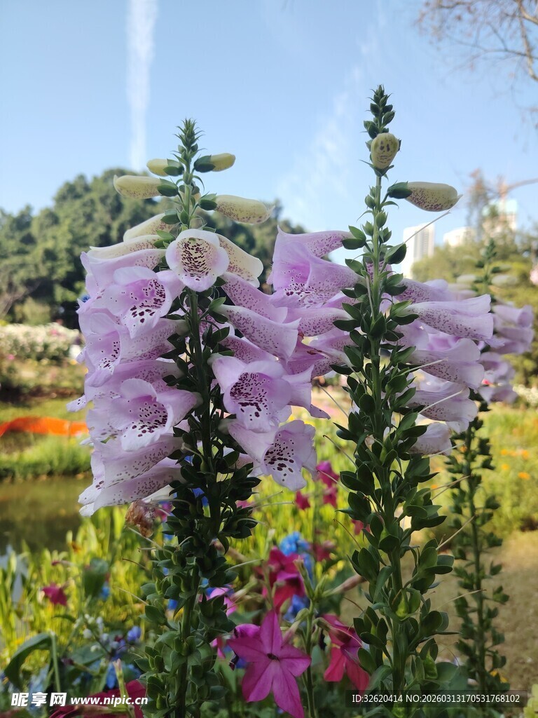 紫色毛地黄绽放于花园